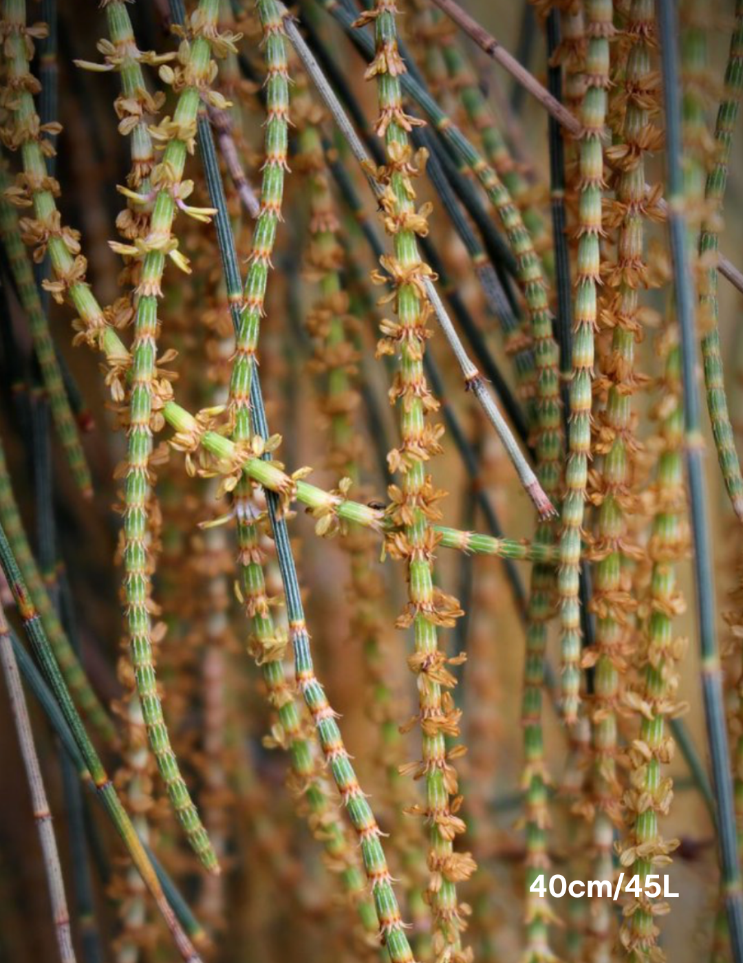 Allocasuarina verticillata - Drooping She Oak - Evergreen Trees Direct