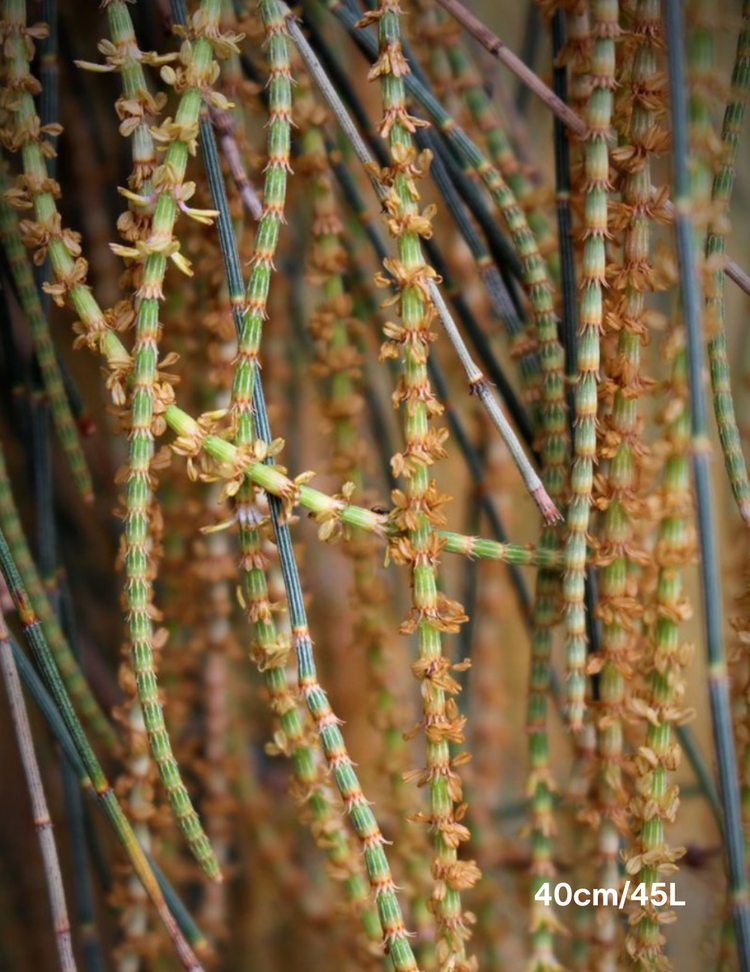 Allocasuarina verticillata - Drooping She Oak