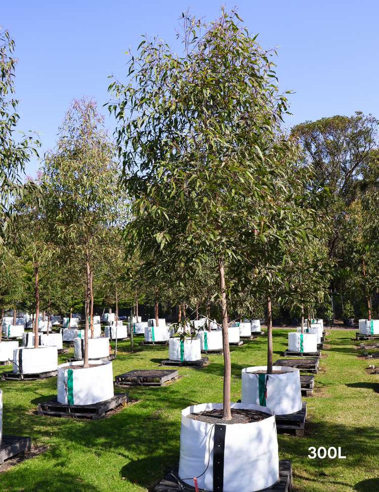 Angophora costata - Sydney Red Gum