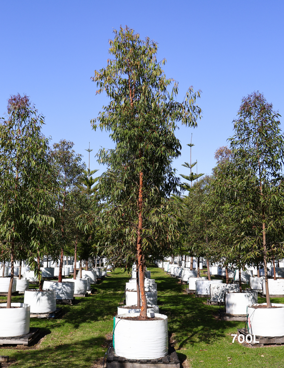 Angophora costata - Sydney Red Gum