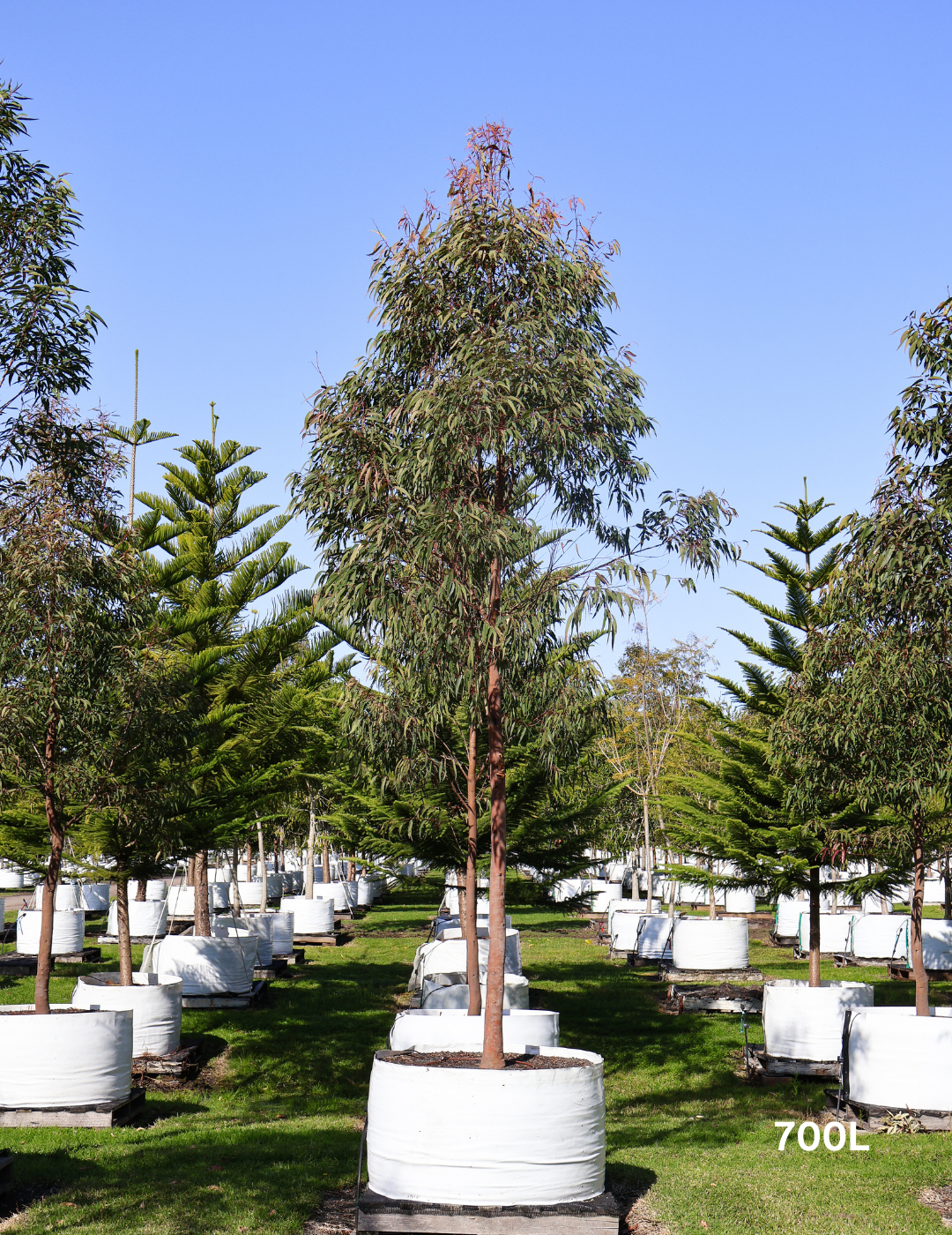 Angophora costata - Sydney Red Gum