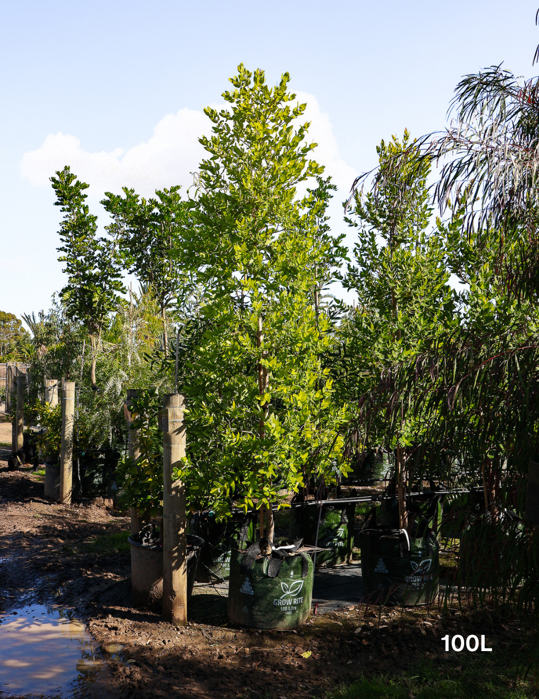 Angophora hispida