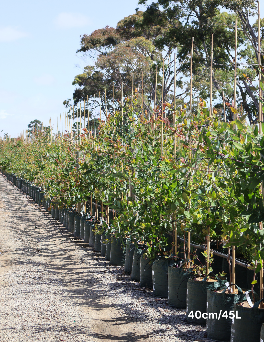 Angophora hispida - Evergreen Trees Direct