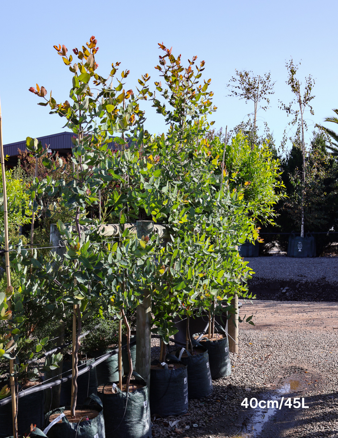 Angophora hispida - Evergreen Trees Direct