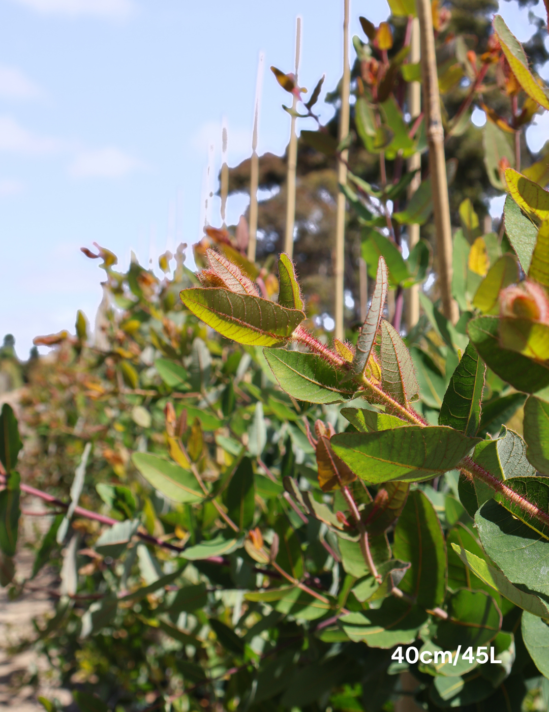 Angophora hispida - Evergreen Trees Direct