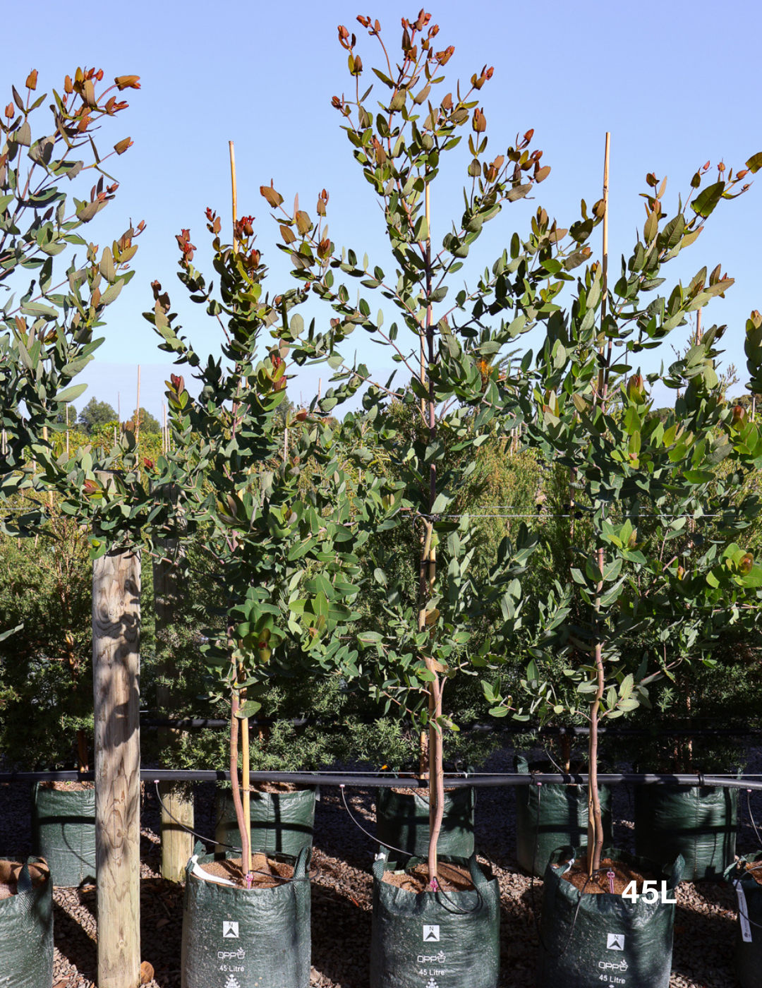 Angophora hispida - Evergreen Trees Direct