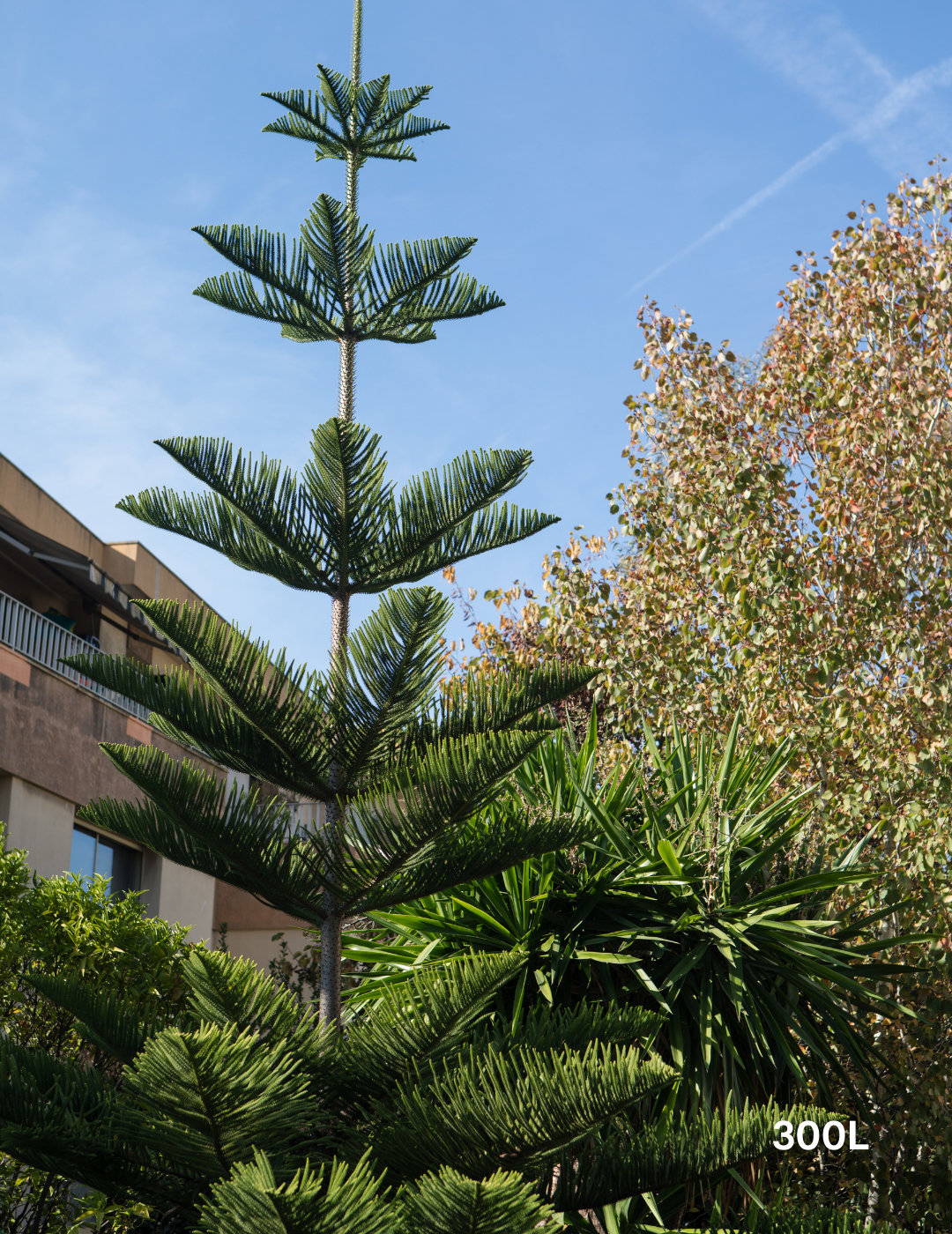 Araucaria columnaris - Evergreen Trees Direct