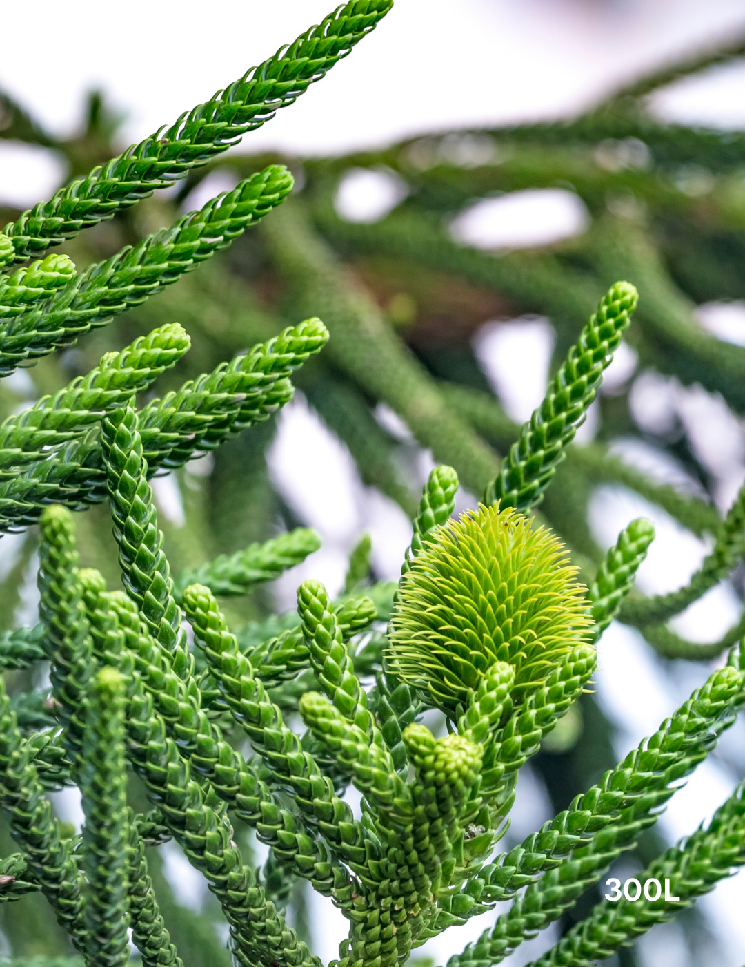 Araucaria columnaris - Evergreen Trees Direct