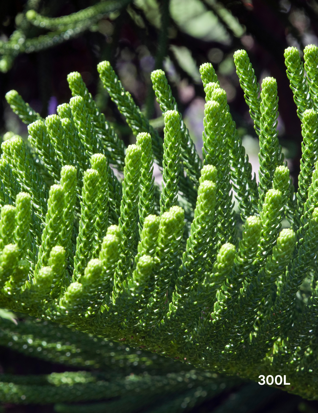 Araucaria columnaris - Evergreen Trees Direct