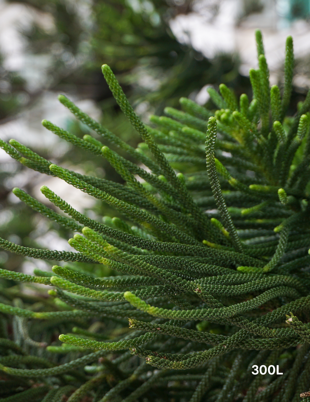 Araucaria columnaris - Evergreen Trees Direct