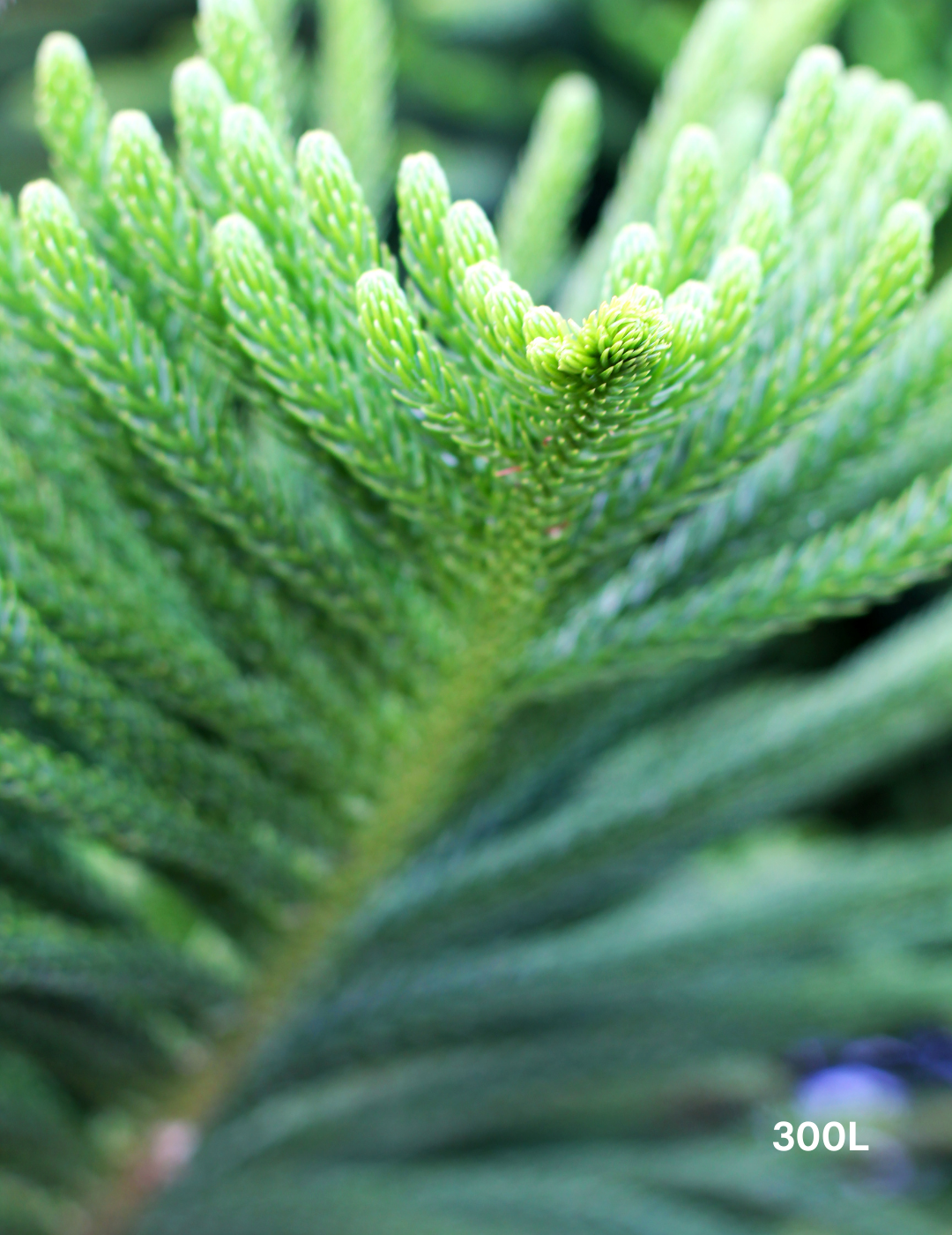 Araucaria columnaris - Evergreen Trees Direct