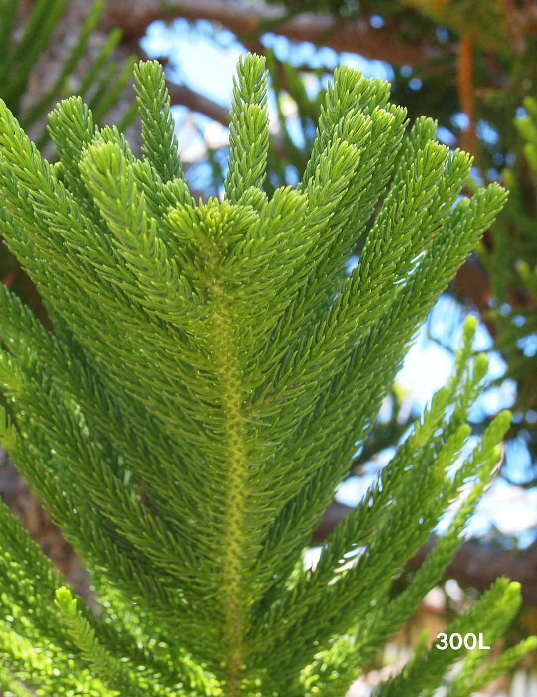 Araucaria columnaris - Evergreen Trees Direct