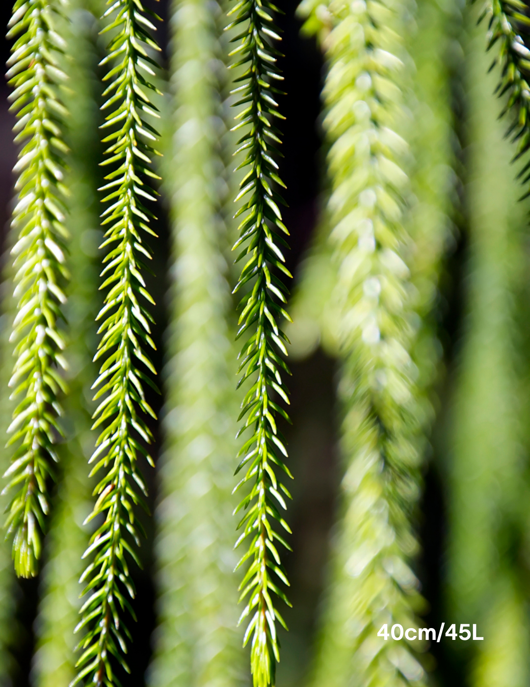 Araucaria columnaris - Evergreen Trees Direct