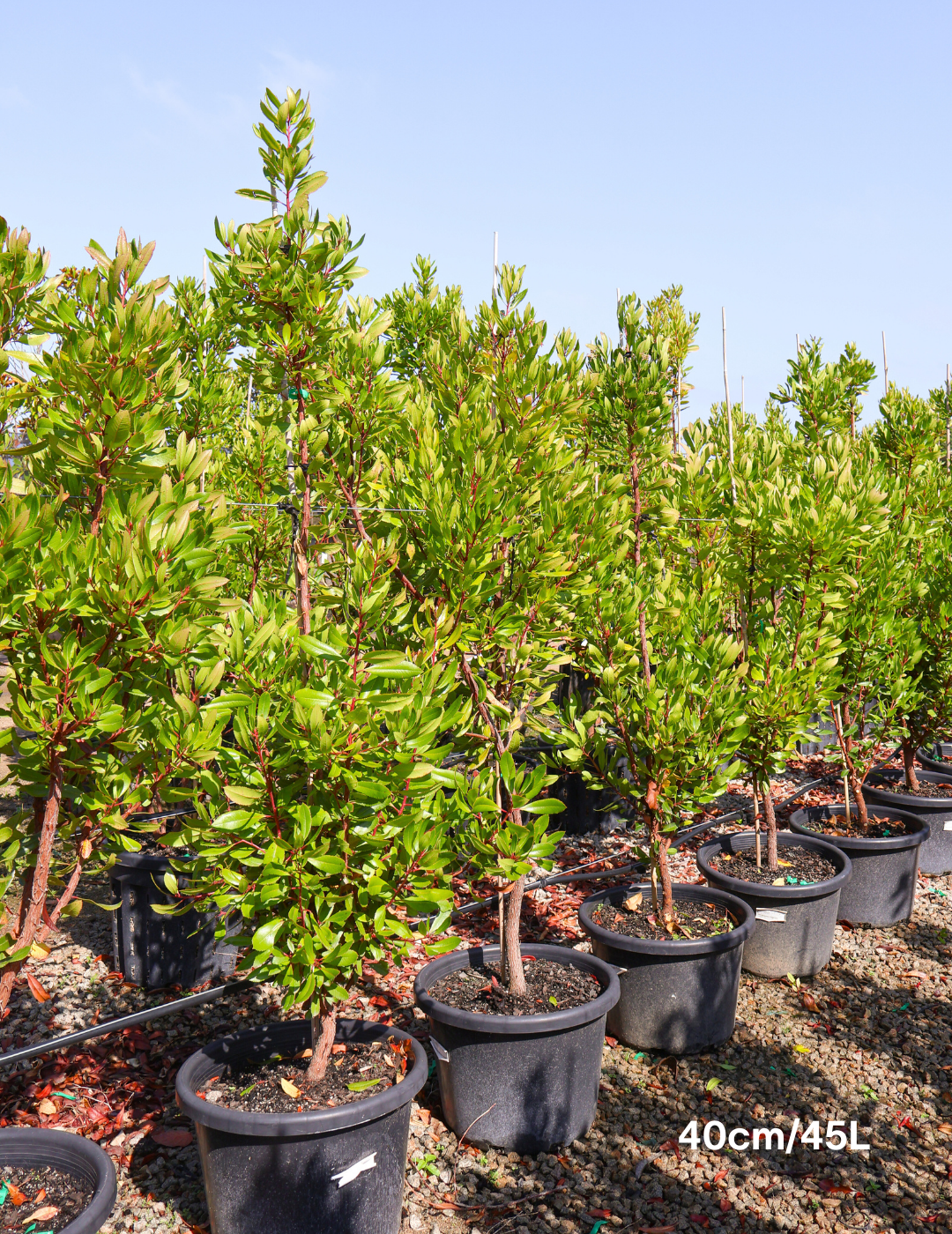 Arbutus unedo - Evergreen Trees Direct