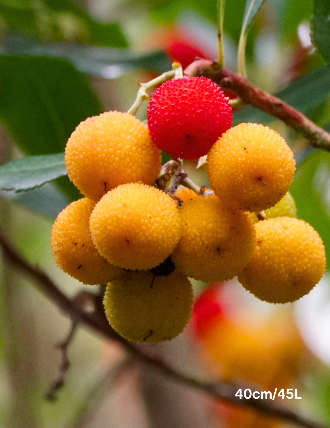 Arbutus unedo - Evergreen Trees Direct