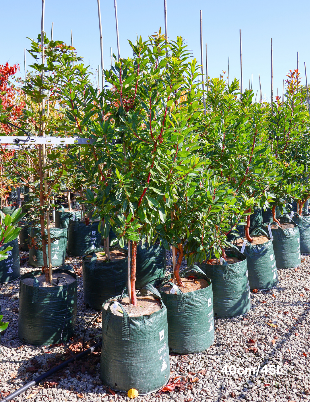 Arbutus canariensis - Evergreen Trees Direct