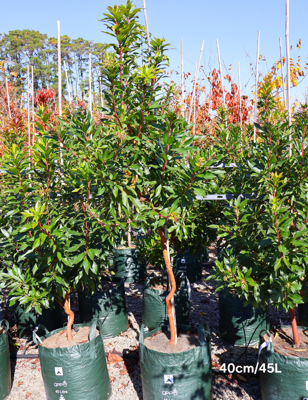 Arbutus canariensis - Evergreen Trees Direct