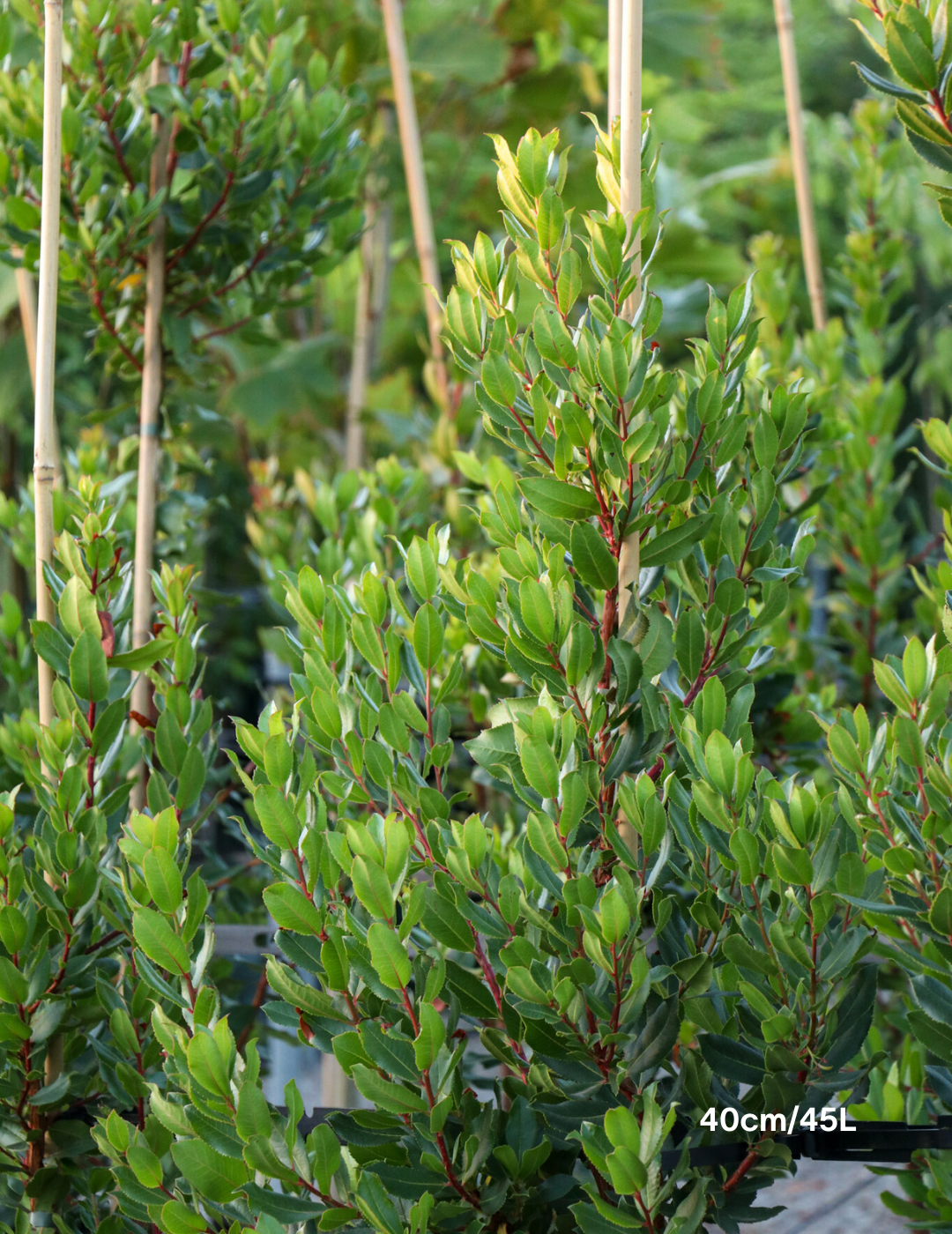 Arbutus unedo - Evergreen Trees Direct