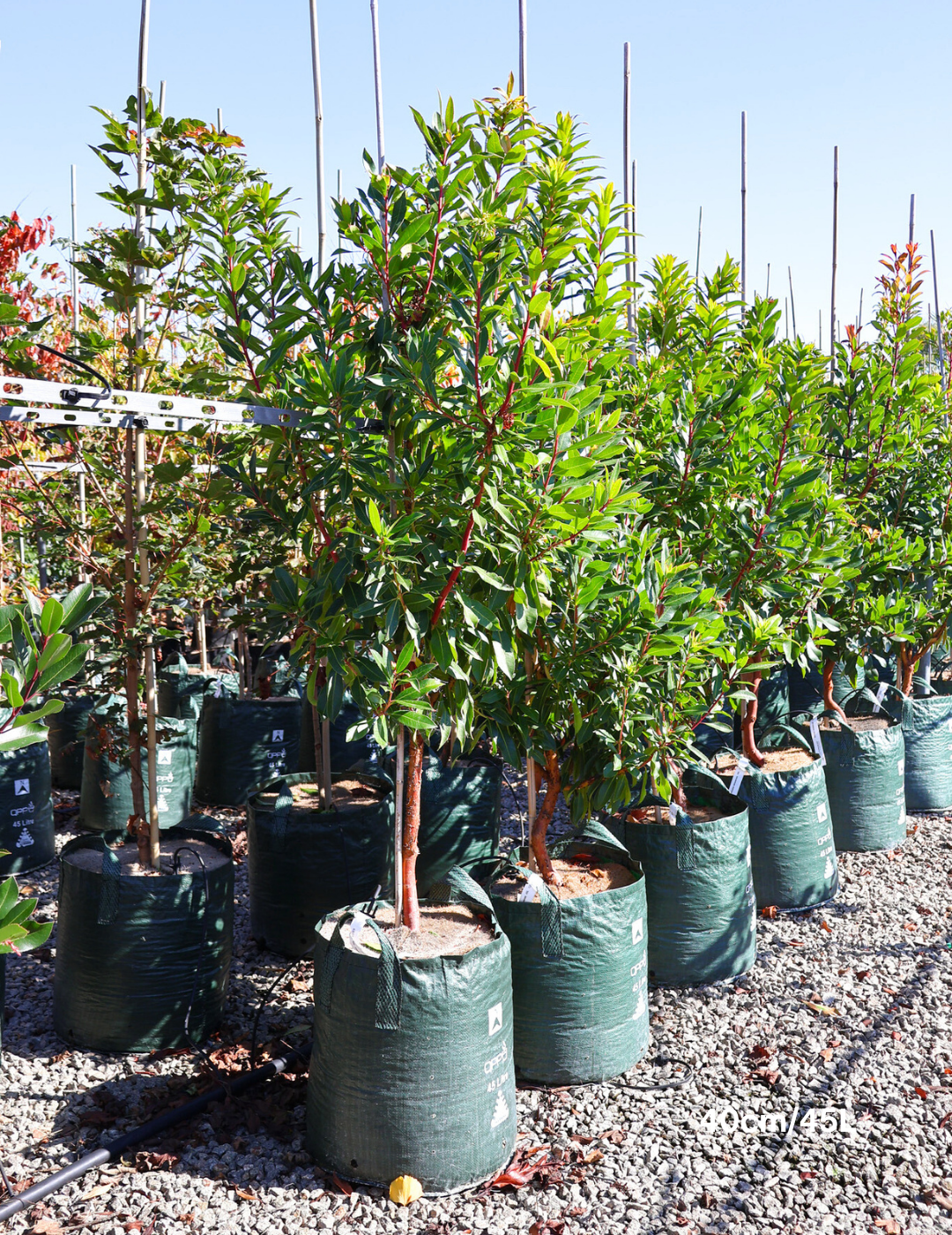 Arbutus unedo - Evergreen Trees Direct