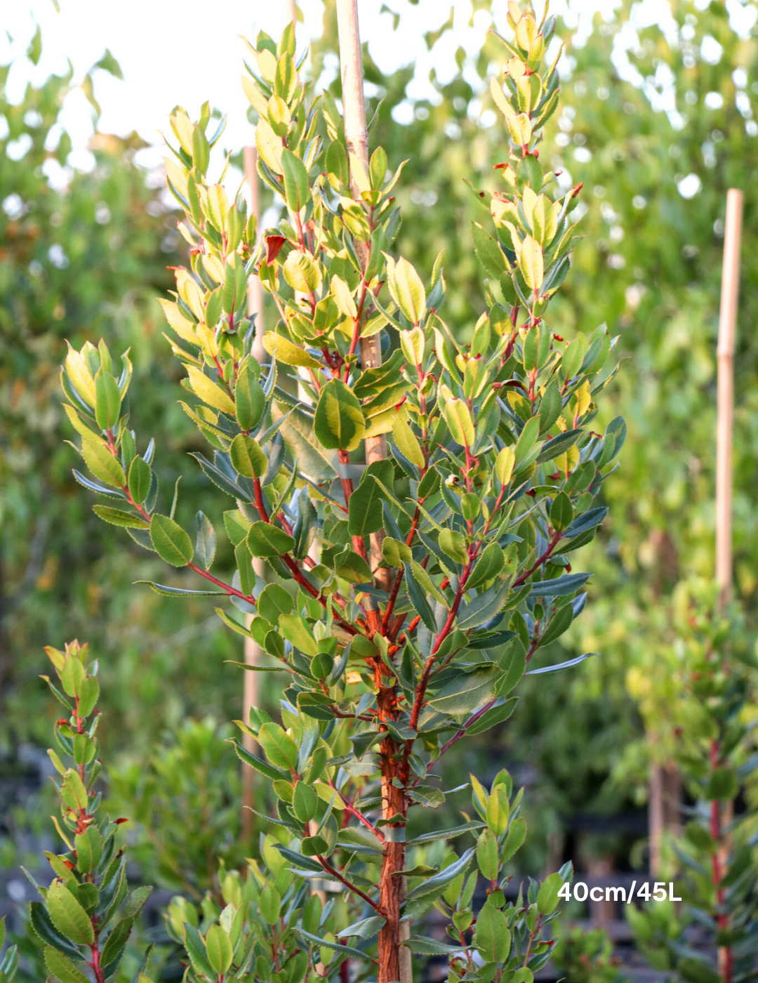 Arbutus unedo - Evergreen Trees Direct