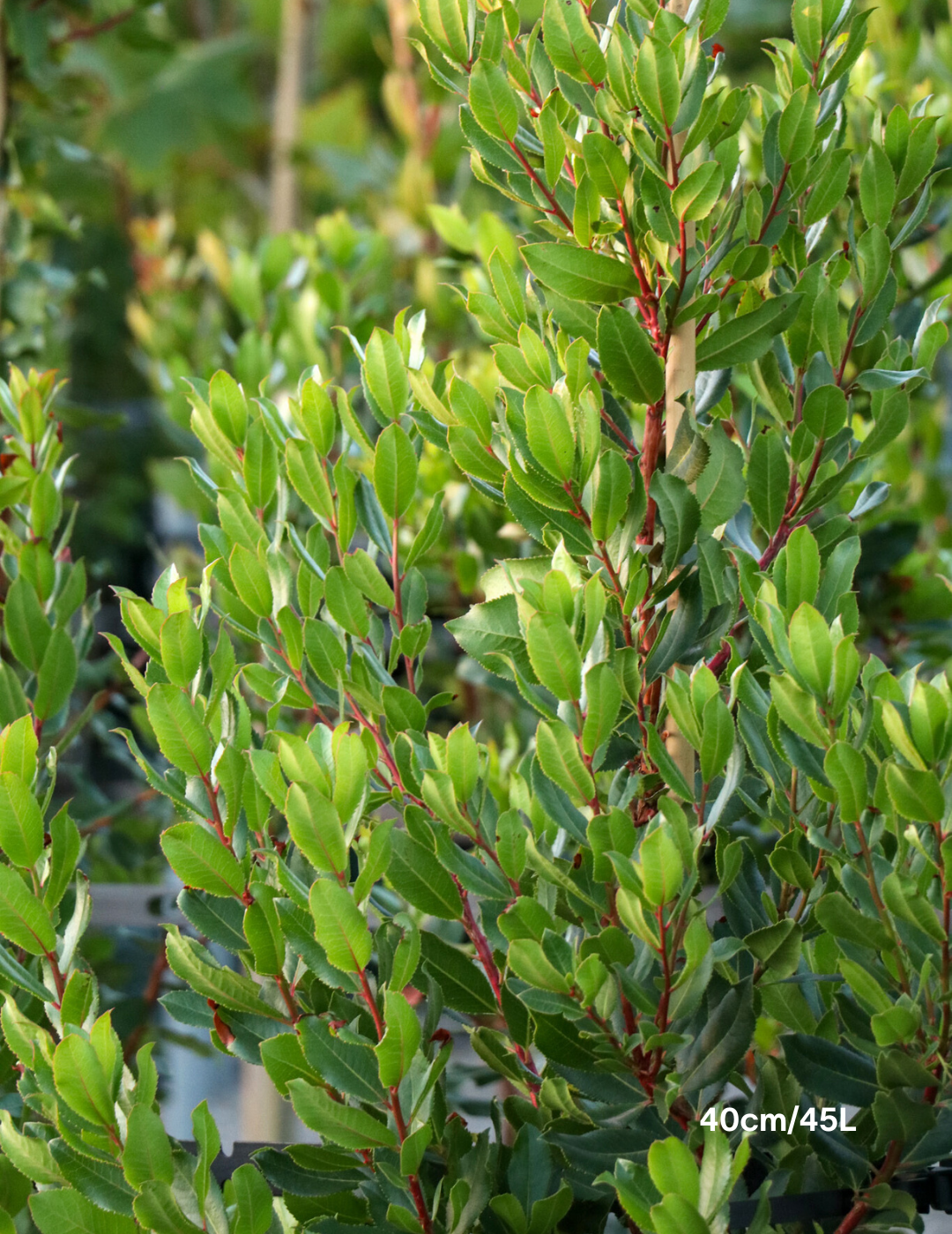 Arbutus unedo - Evergreen Trees Direct