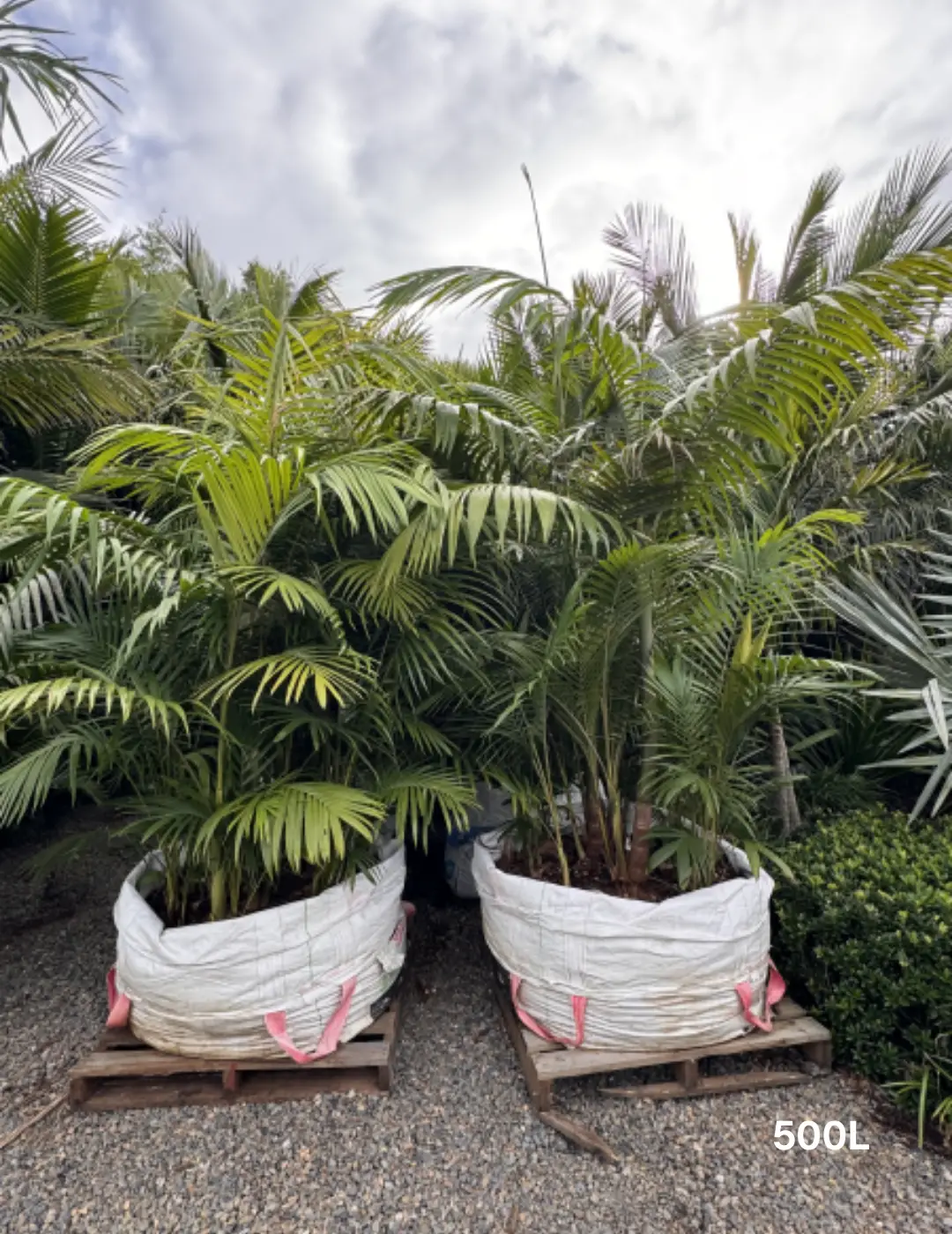 Archontophoenix cunninghamiana (Bangalow Palm) Multi planted - Evergreen Trees Direct