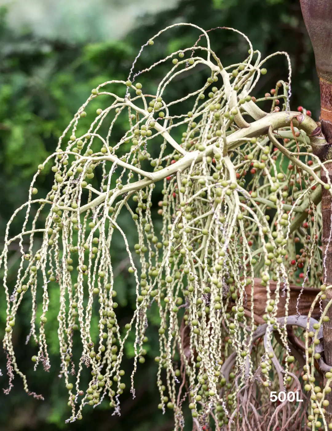 Archontophoenix cunninghamiana (Bangalow Palm) Multi planted - Evergreen Trees Direct