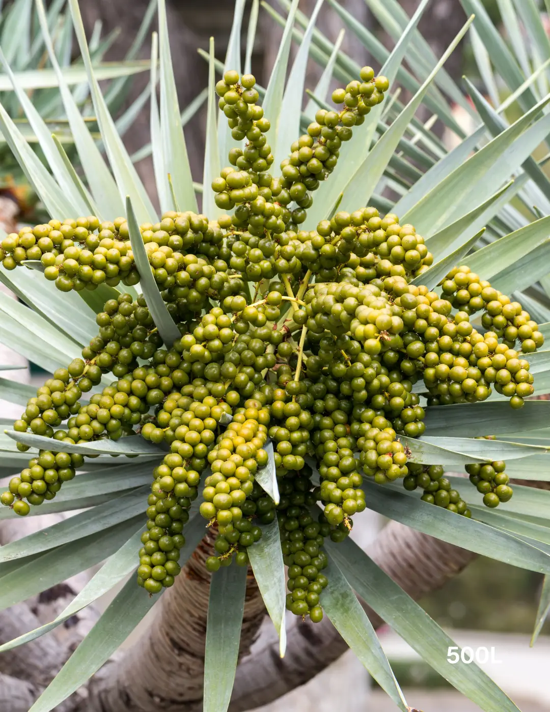 Archontophoenix cunninghamiana (Bangalow Palm) Multi planted - Evergreen Trees Direct