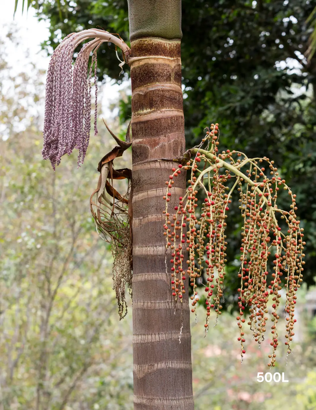 Archontophoenix cunninghamiana (Bangalow Palm) Multi planted - Evergreen Trees Direct