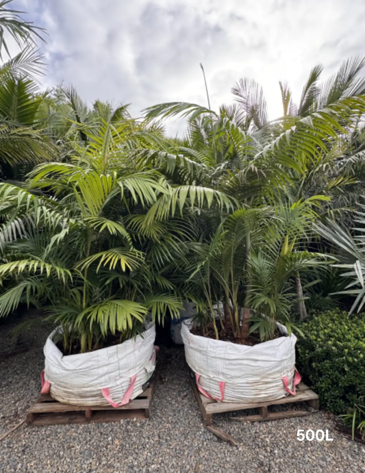 Archontophoenix cunninghamiana (Bangalow Palm) Multi planted