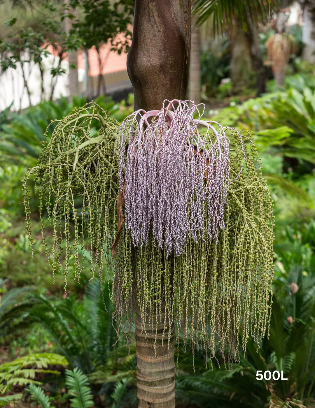 Archontophoenix cunninghamiana (Bangalow Palm) Multi planted - Evergreen Trees Direct