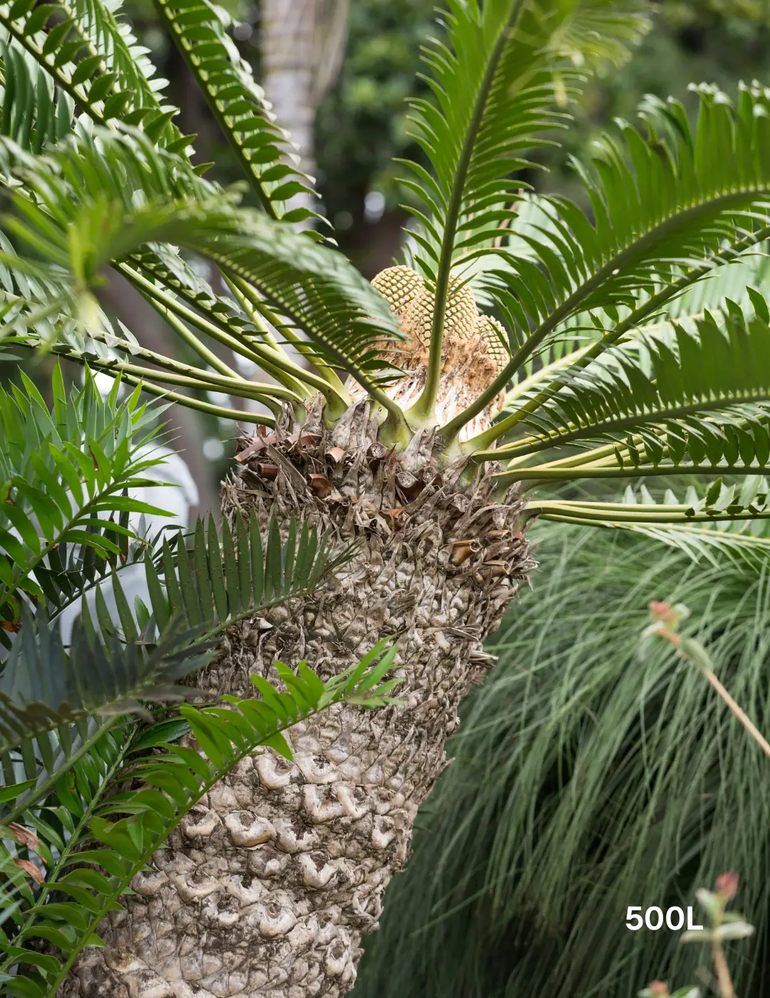 Archontophoenix cunninghamiana (Bangalow Palm) Multi planted - Evergreen Trees Direct