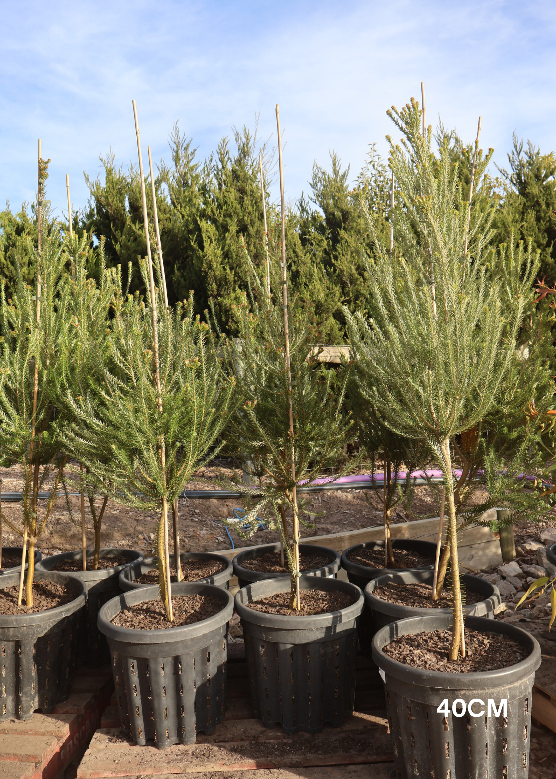 Banksia Ericafolia - Evergreen Trees Direct