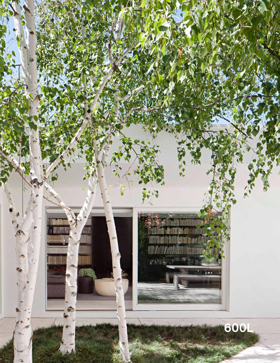 Betula pendula 'Moss White'