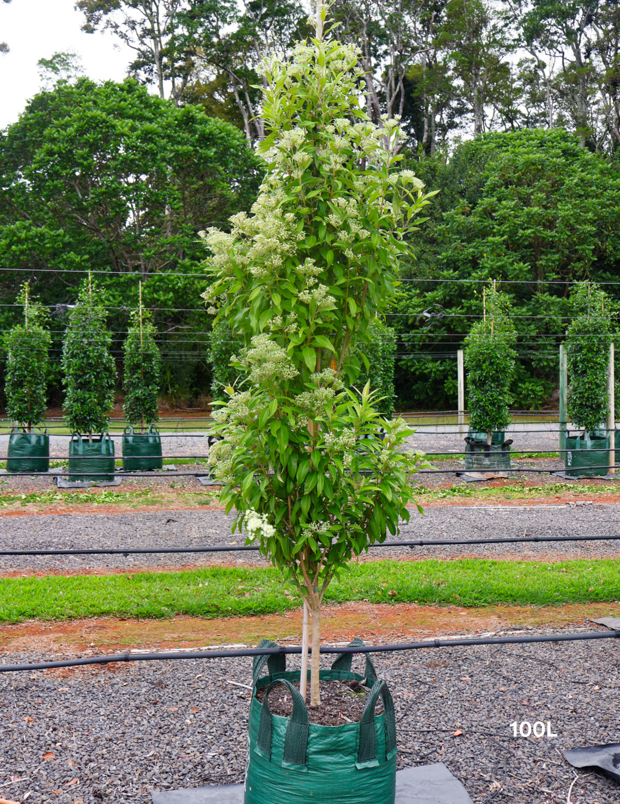 Backhousia citriodora - Lemon Myrtle