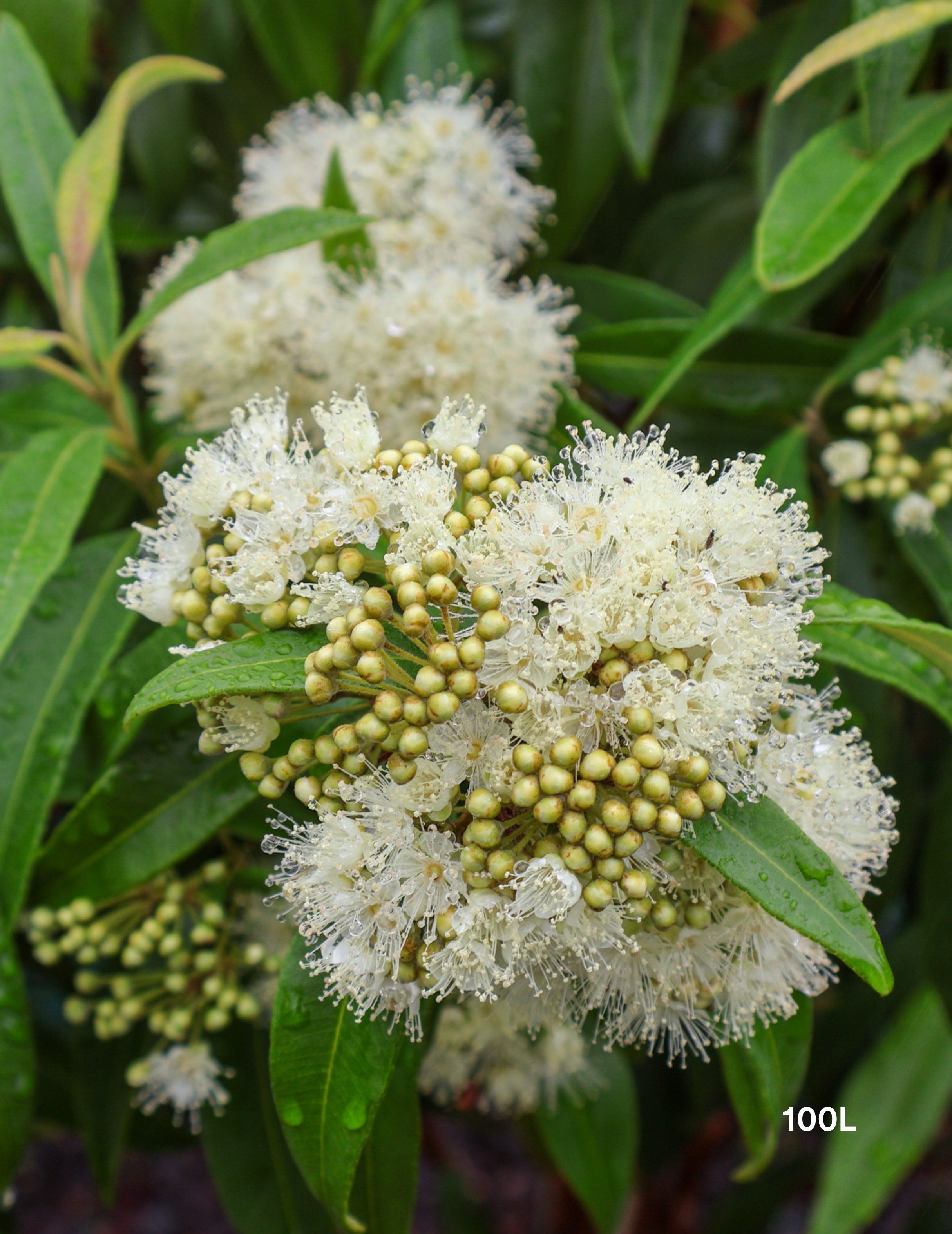 Backhousia citriodora - Lemon Myrtle