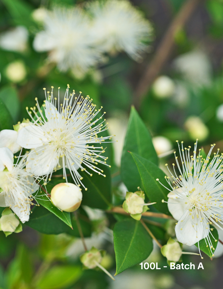 Backhousia citriodora - Lemon Myrtle