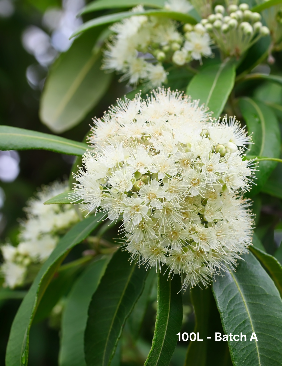 Backhousia citriodora - Lemon Myrtle