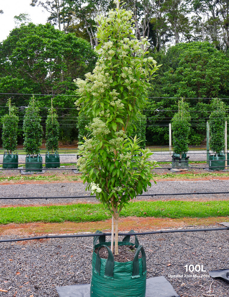 Backhousia citriodora - Lemon Myrtle