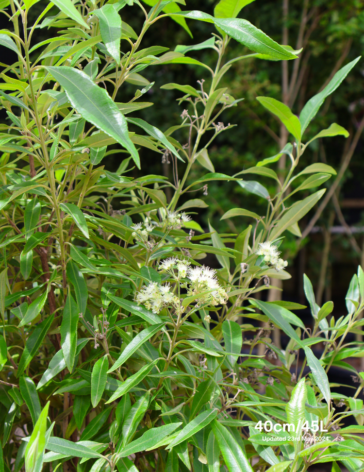 Backhousia citriodora - Lemon Myrtle