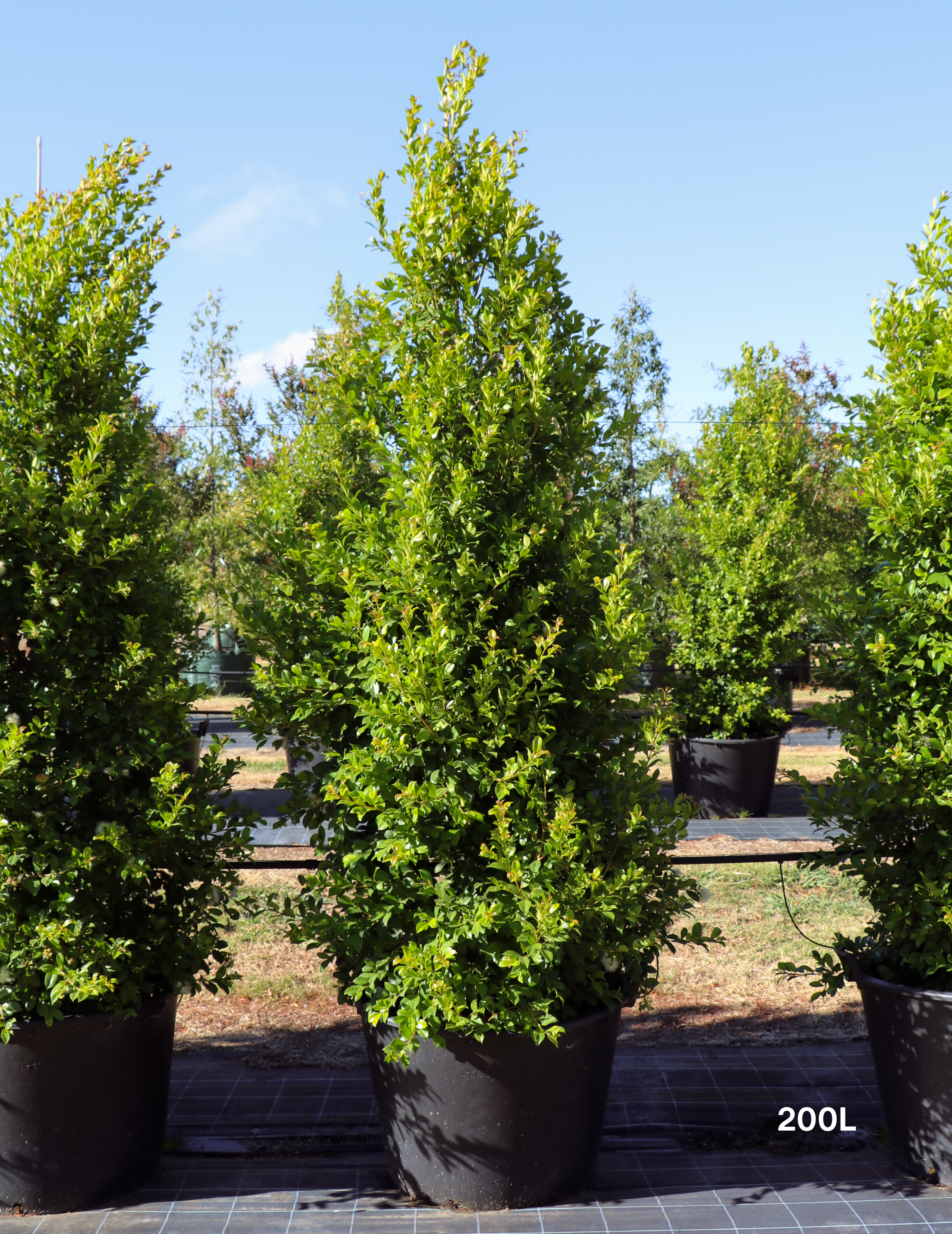 Syzygium paniculatum 'Backyard Bliss' - Lilly Pilly