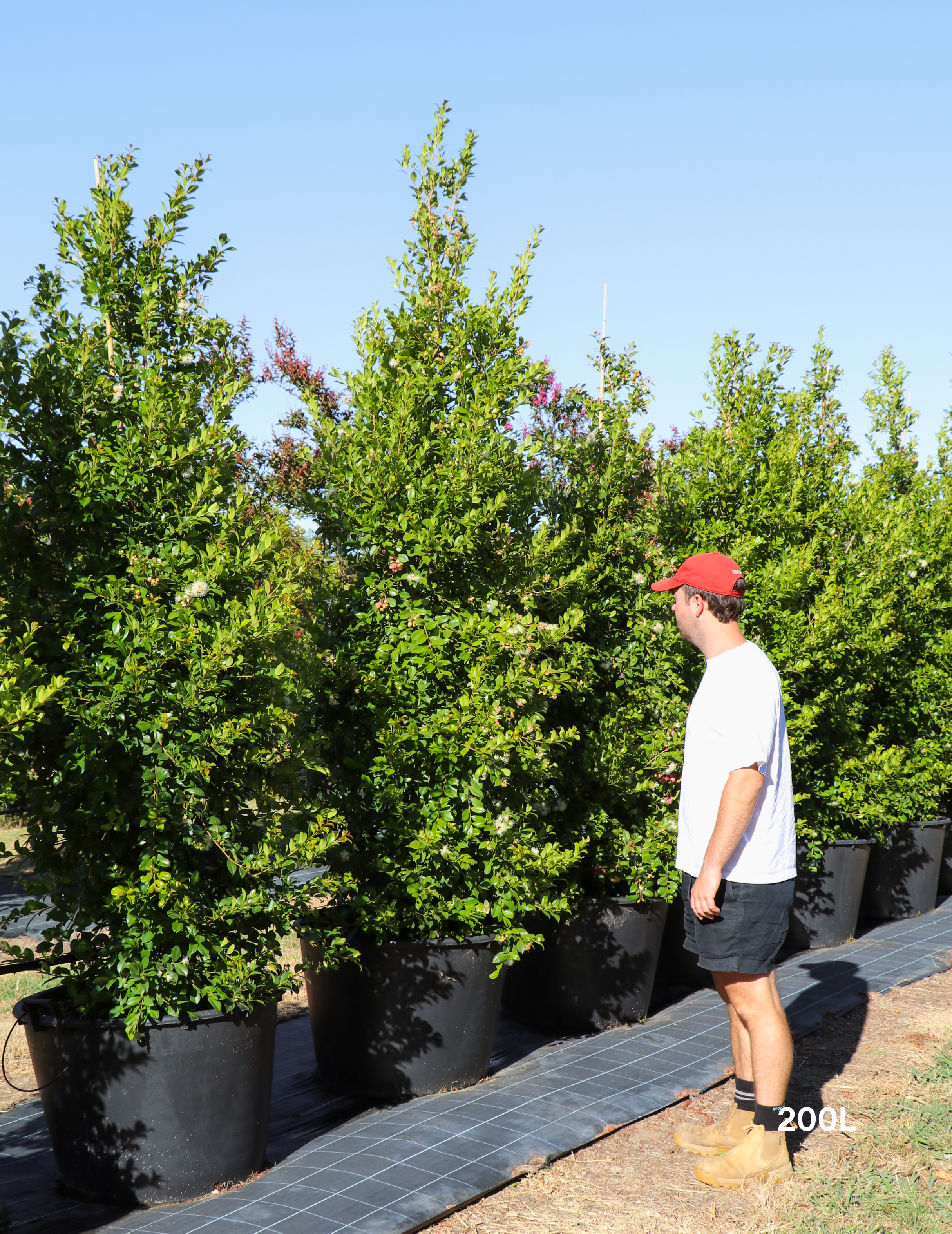 Syzygium paniculatum 'Backyard Bliss' - Lilly Pilly