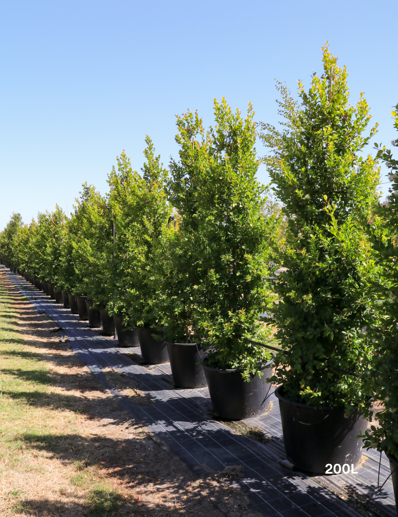 Syzygium paniculatum 'Backyard Bliss' - Lilly Pilly