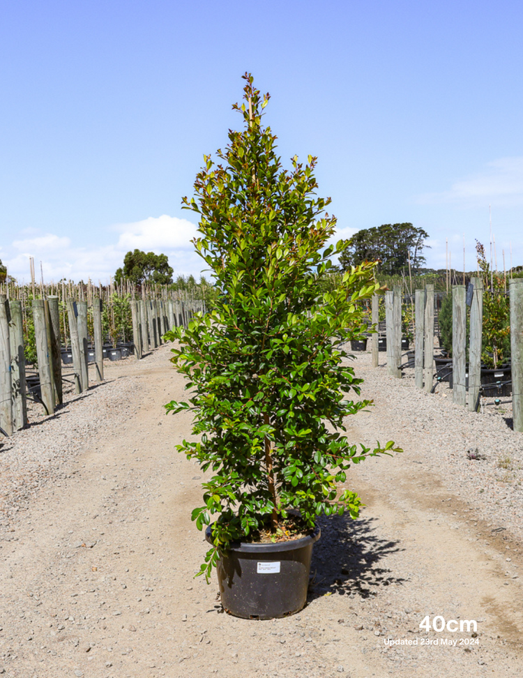 Syzygium paniculatum 'Backyard Bliss' - Lilly Pilly