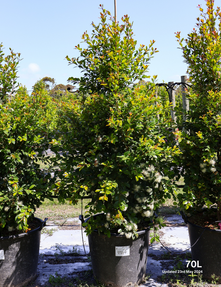 Syzygium paniculatum 'Backyard Bliss' - Lilly Pilly