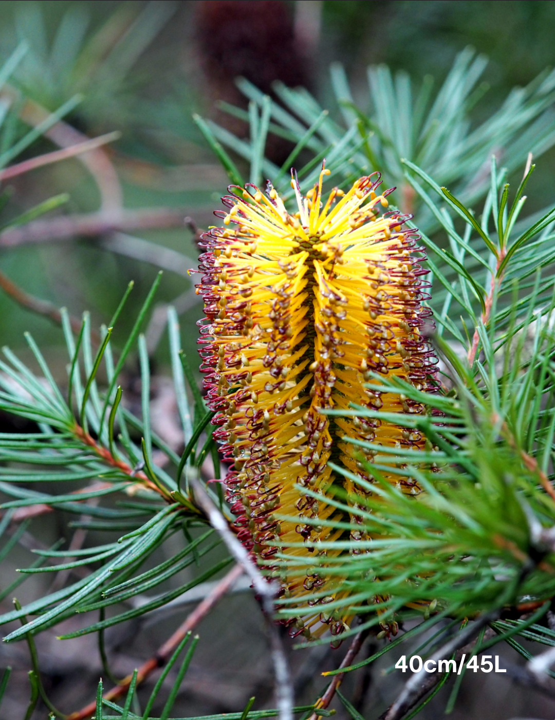 Banksia Ericafolia - Evergreen Trees Direct