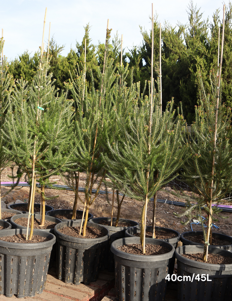 Banksia Ericafolia