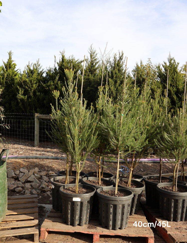 Banksia Ericafolia