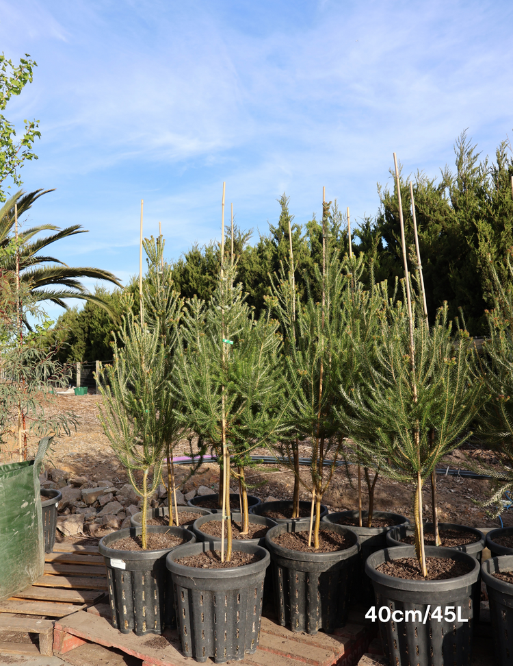 Banksia Ericafolia