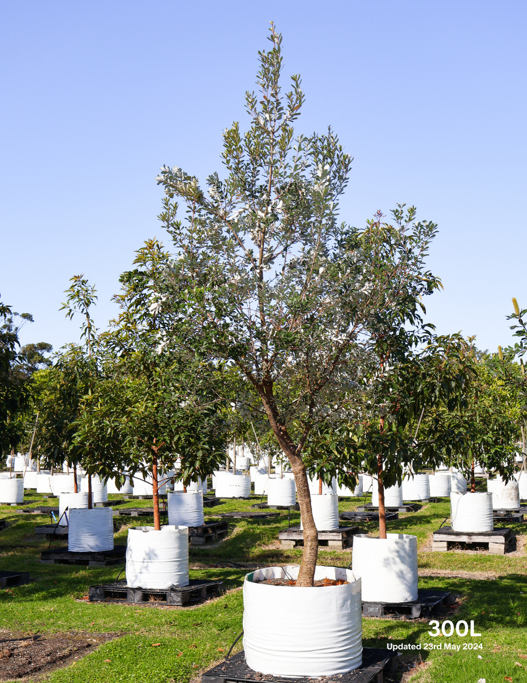 Banksia integrifolia